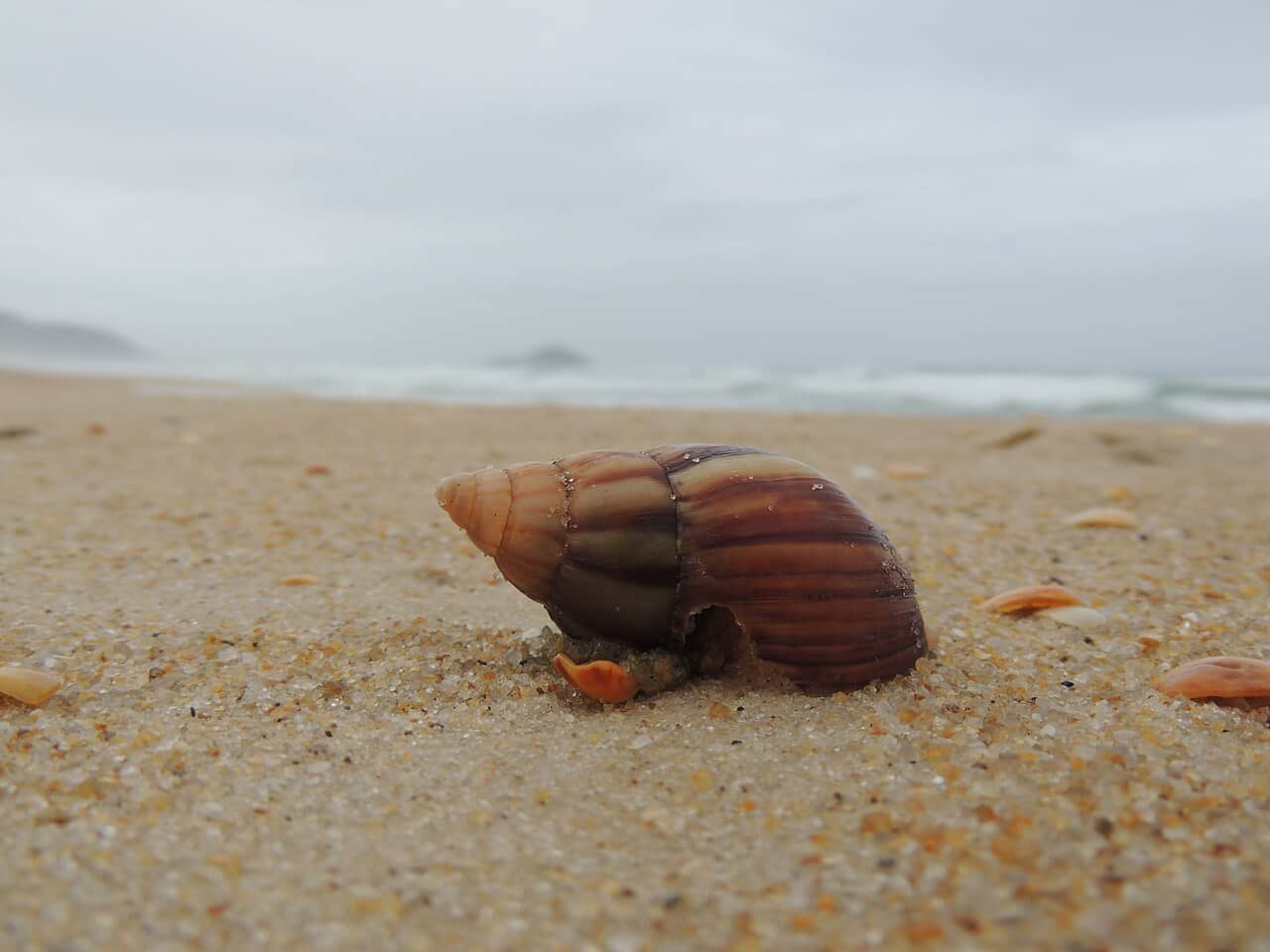 Praia do Moçambique, foto 3